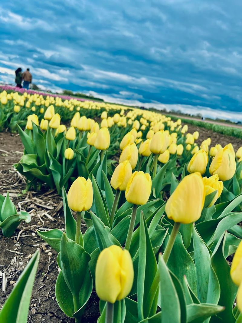 Richardson Adventure Farm (Spring Grove)