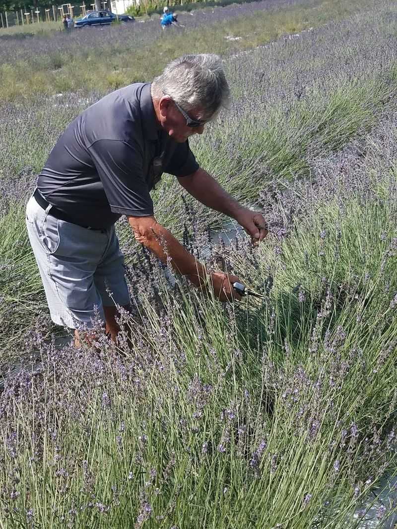 Scent, Varieties, and How Lavender Works Here