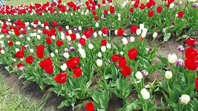 Kuipers Family Farm (Maple Park)