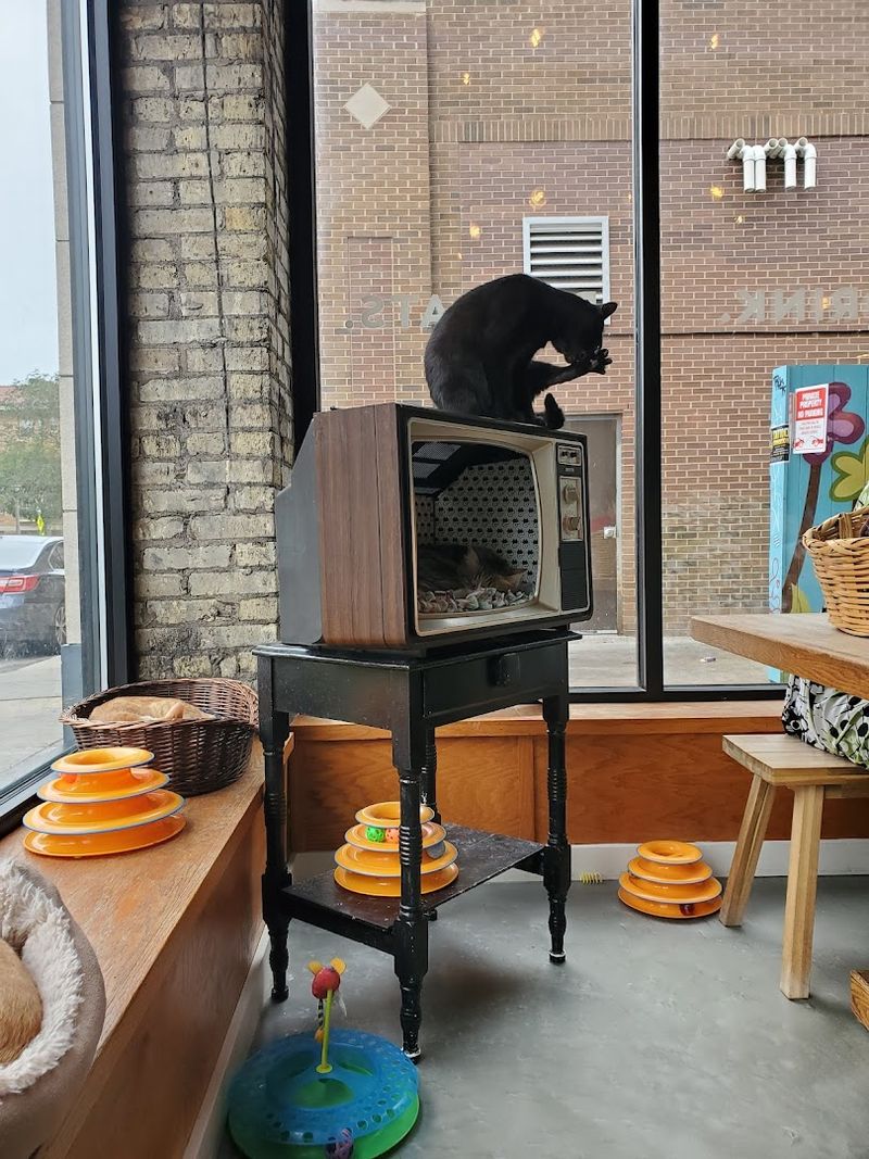 Best Times To Visit For Maximum Cat Energy