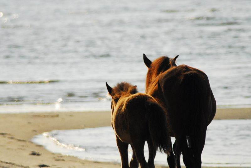 Shackleford Banks (Outer Banks)