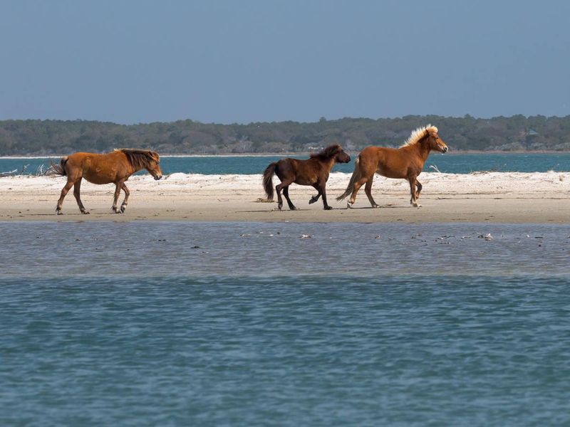 Wild Horses On Shackleford Banks