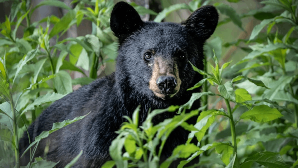 7 Places to See Black Bears in Tennessee in Spring, When They Become More Active