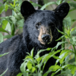 7 Places to See Black Bears in Tennessee in Spring, When They Become More Active
