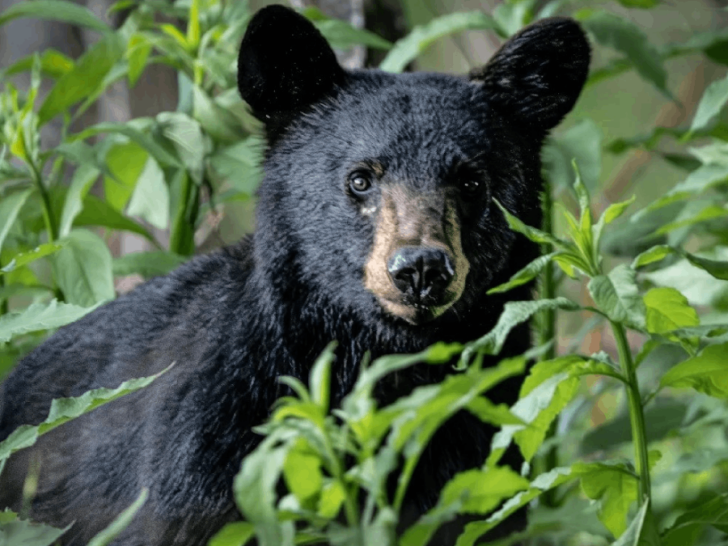 7 Places to See Black Bears in Tennessee in Spring, When They Become More Active