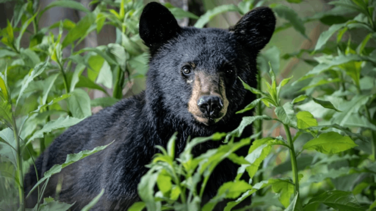 7 Places to See Black Bears in Tennessee in Spring, When They Become More Active