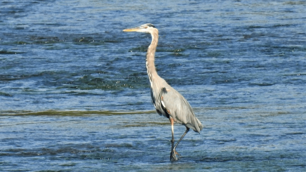 7 Places to See Migratory Birds in Tennessee in Spring (When They Return North)