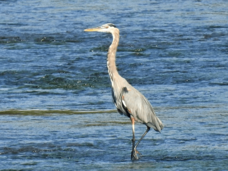 7 Tennessee Places to See Migratory Birds in Spring (When They Return North)