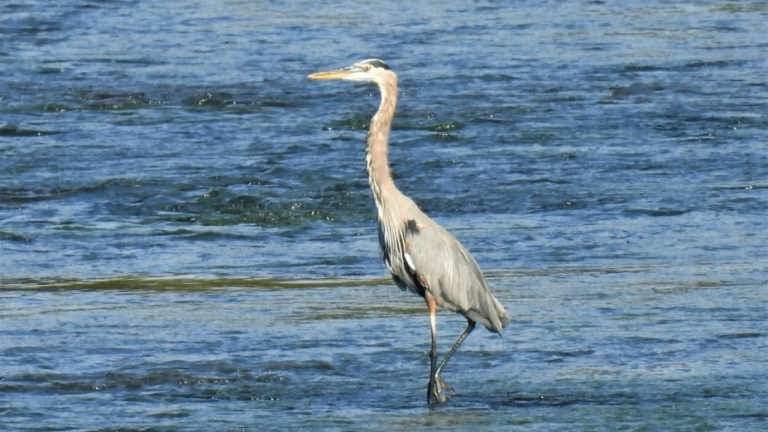 7 Tennessee Places to See Migratory Birds in Spring (When They Return North)
