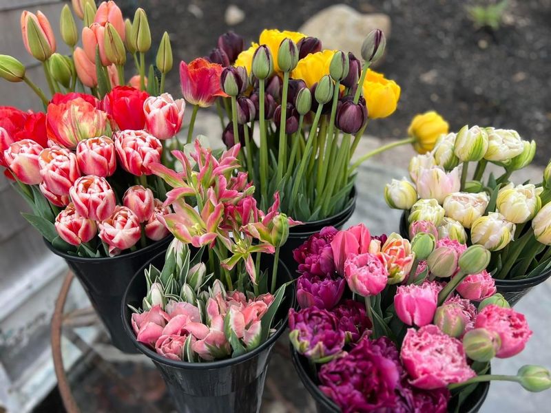 Triple Wren Farms (Ferndale)