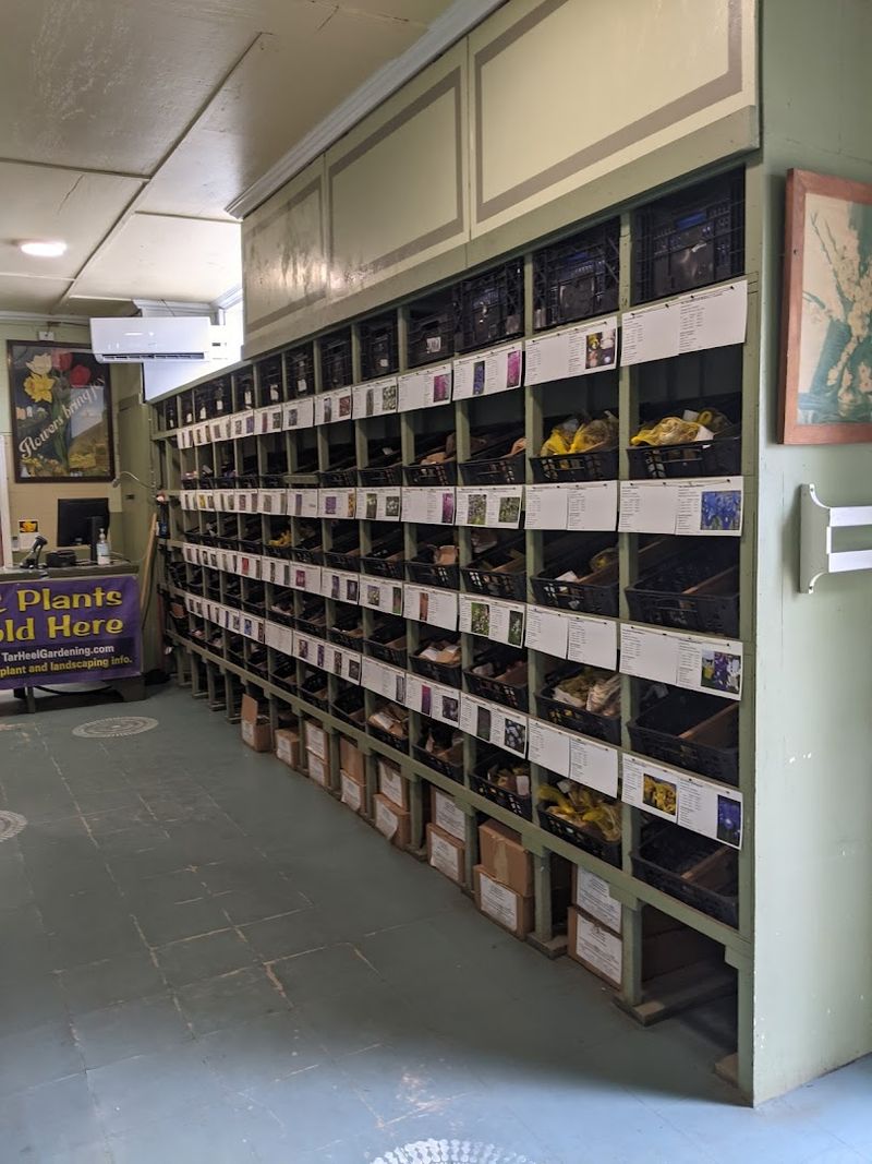 How the Mail-order Bulb Magic Works