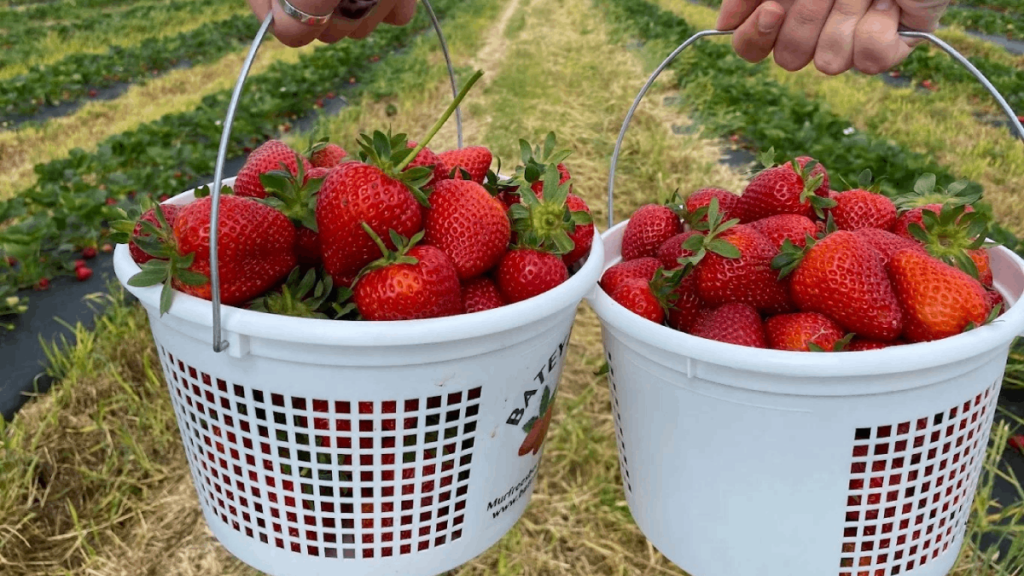 9 Charming Farms to Pick Strawberries in Tennessee This Spring