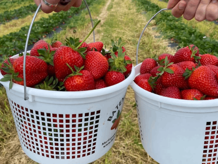9 Charming Farms to Pick Strawberries in Tennessee This Spring