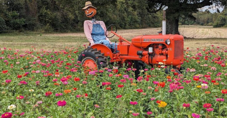 9 Beautiful Tennessee Farms to Visit Before Spring Is Over