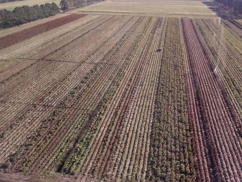 A Bite-sized History of Terra Ceia