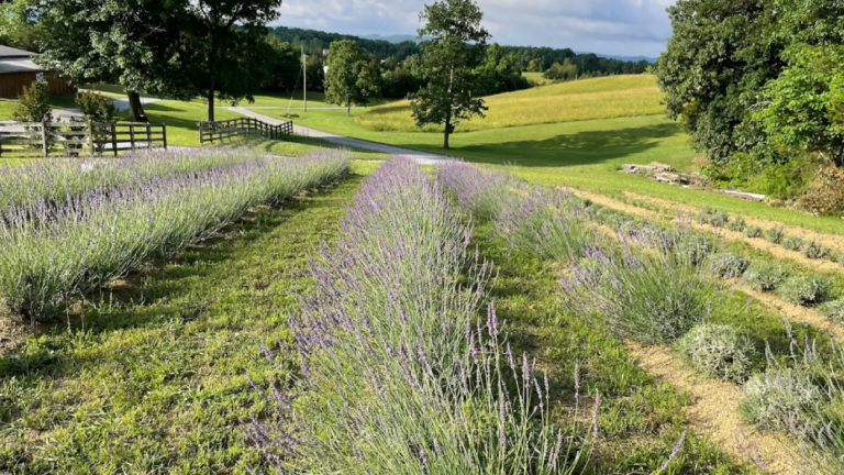 A Peaceful Tennessee Escape Where Lavender Fields Stretch Across the Countryside
