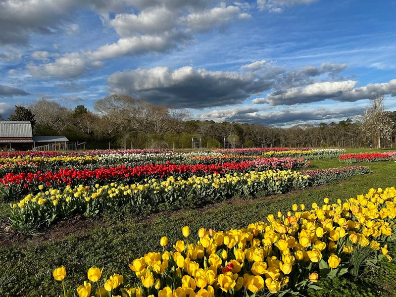 The Heart Behind the Blooms: A Healing Mission