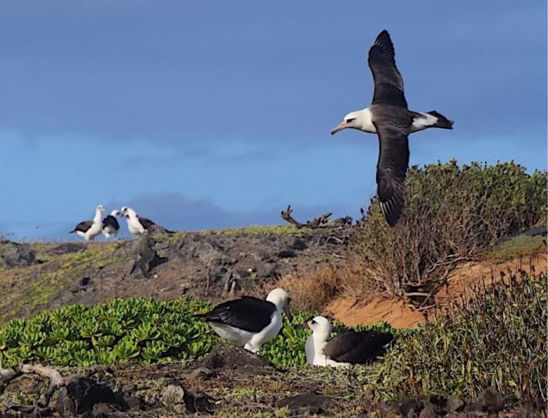 Wildlife Encounters: Albatross and Monk Seals Up Close