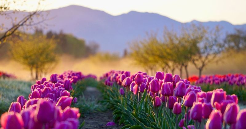Tulip Valley Farms (Mount Vernon)