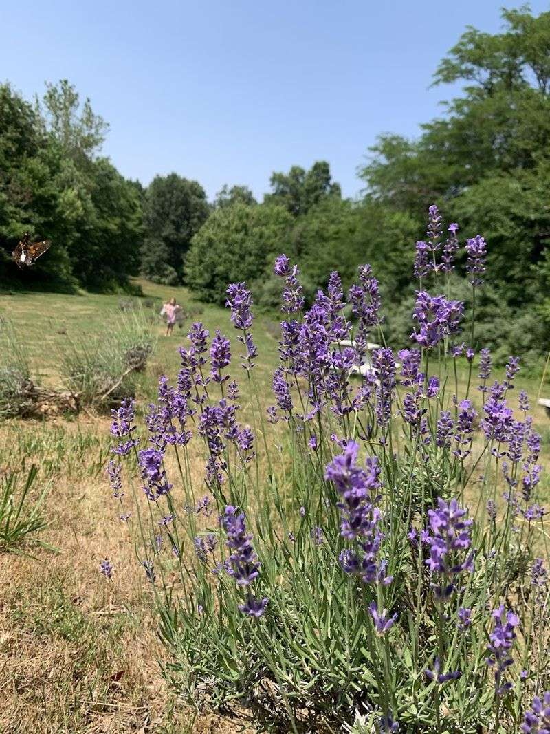 Farmhouse Harvest Lavender Farm (Benton)