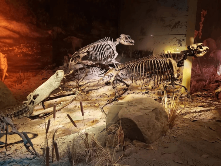 Hidden in Tennessee, This Active Fossil Dig Reveals a Lost World of Rhinos, Red Pandas, and Alligators