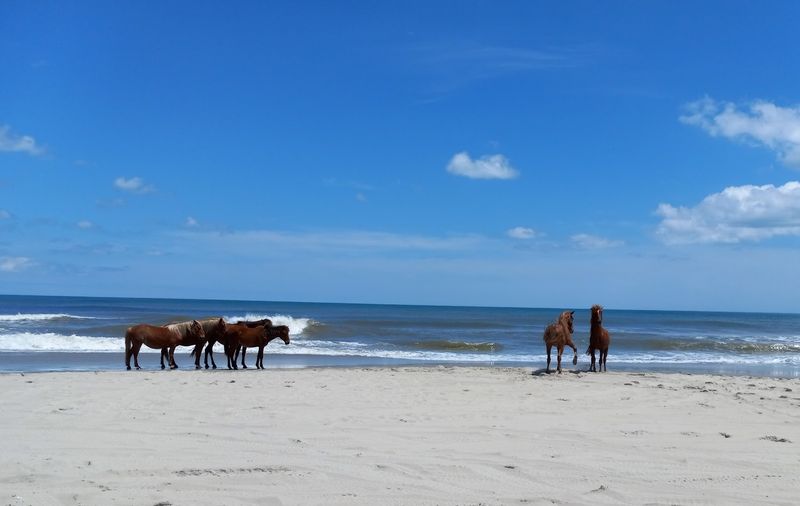 Carova Beach (Northern Outer Banks)