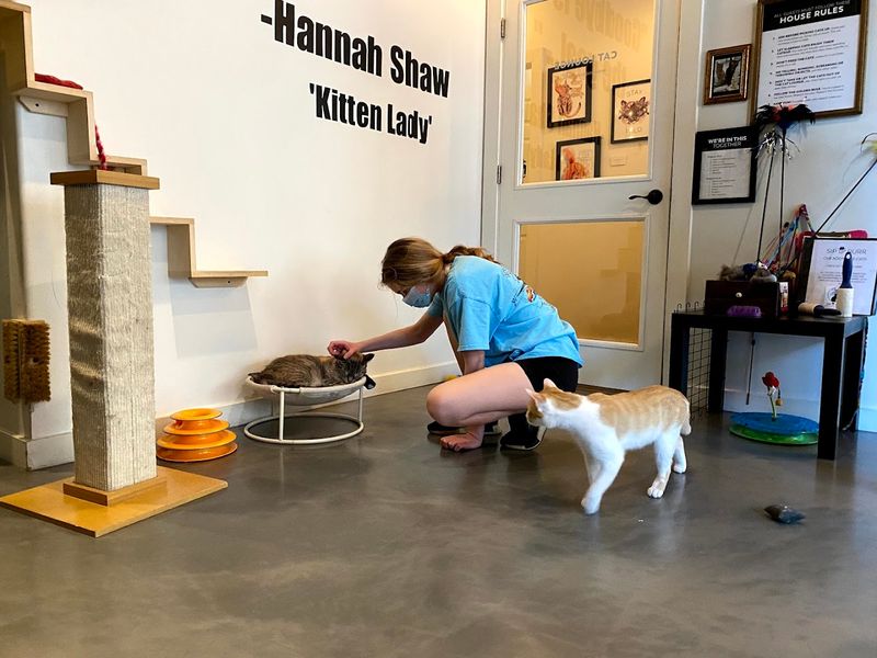 Cat Welfare, Cleanliness, And Safety