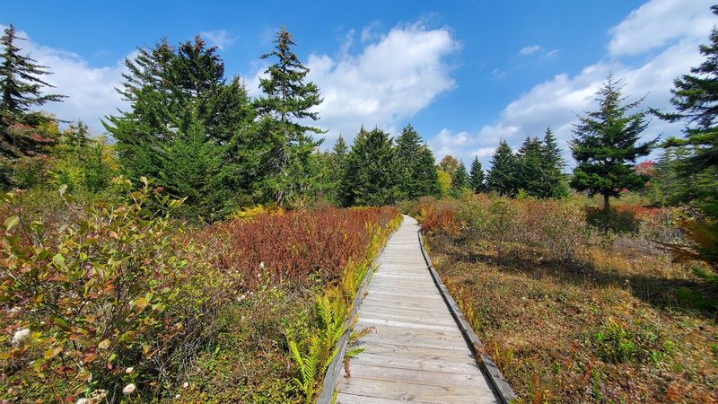 Cranberry Glades Botanical Area (Pocahontas County)