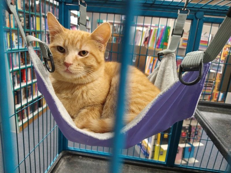 Where Whiskers and Pages Create the Perfect Browsing Mood