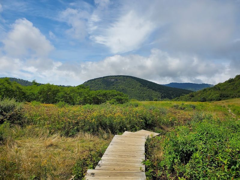 Sam Knob Trail (Black Balsam Knob area)