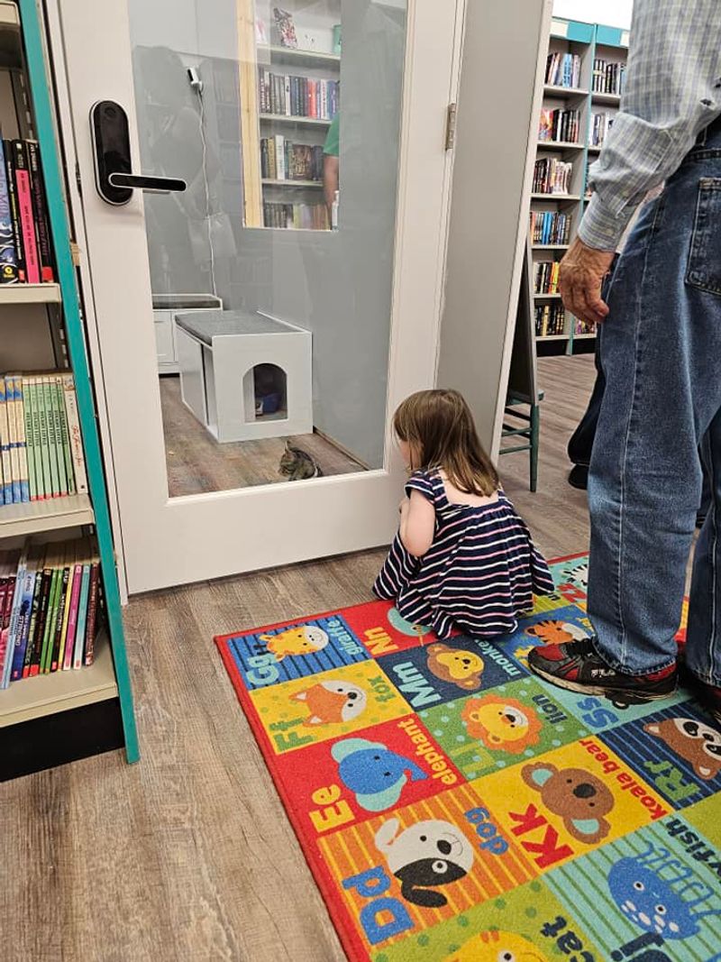 The Kitten Room Experience