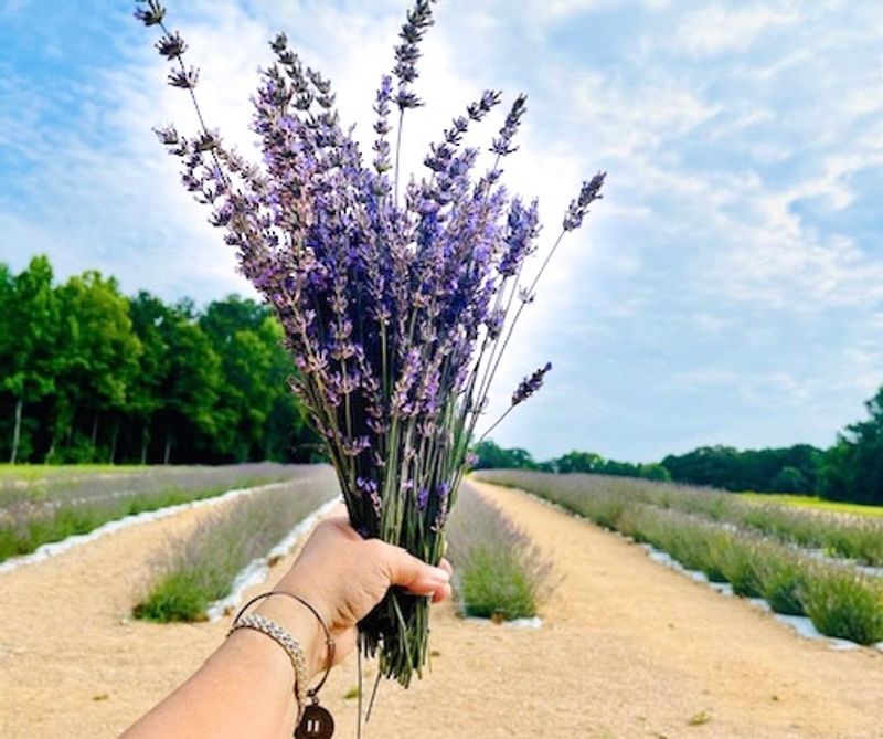 A Stroll Through the Lavender Fields
