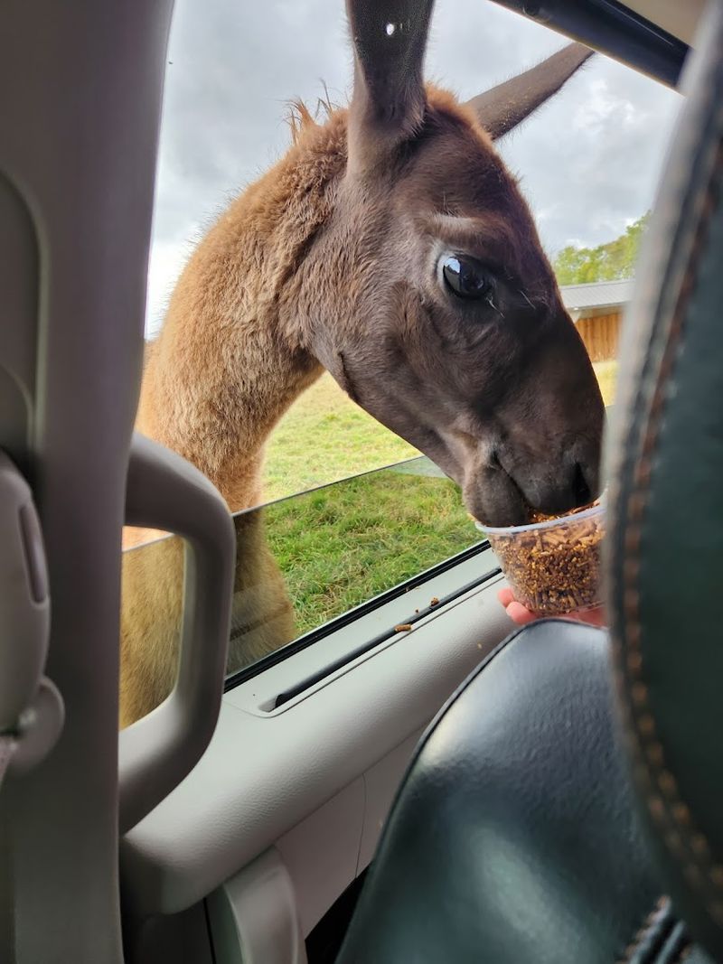Drive Through Safari