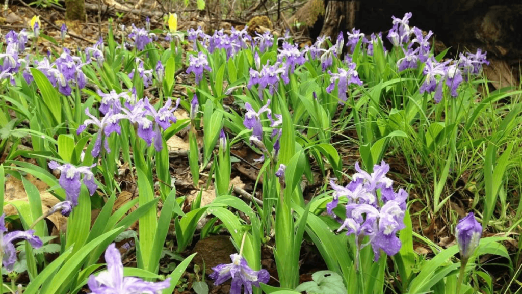 Tennessee's Spring Wildflower Pilgrimage Might Just Be April's Most Beautiful Event