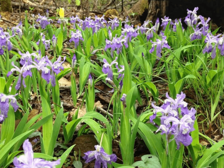 Tennessee's Spring Wildflower Pilgrimage Might Just Be April's Most Beautiful Event
