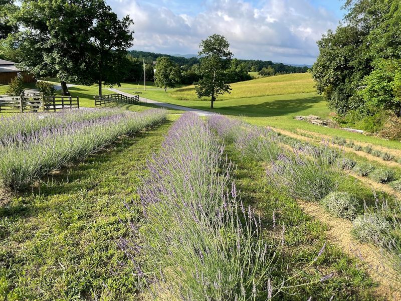 The Hidden Tennessee Lavender Farm Worth Finding