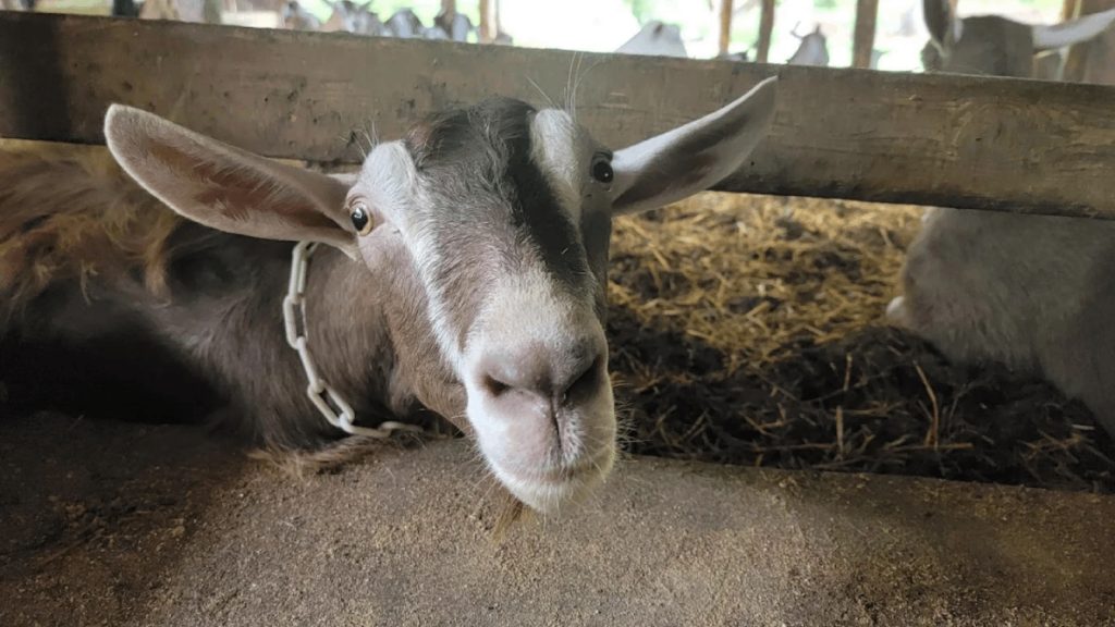 This Charming Tennessee Farm Lets You Pet and Cuddle Baby Goats
