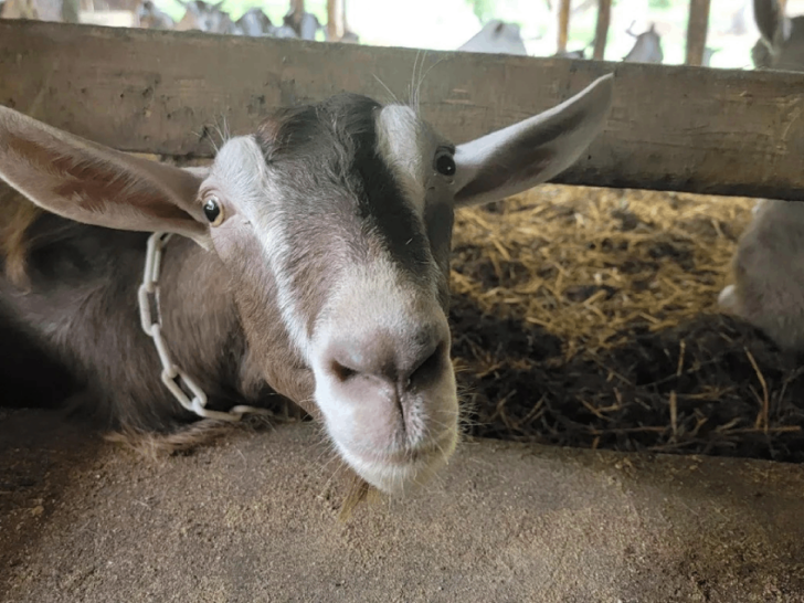 This Charming Tennessee Farm Lets You Pet and Cuddle Baby Goats