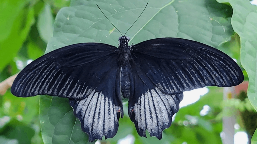 This Chattanooga Garden Is Home to More Than 1,000 Beautiful Butterflies