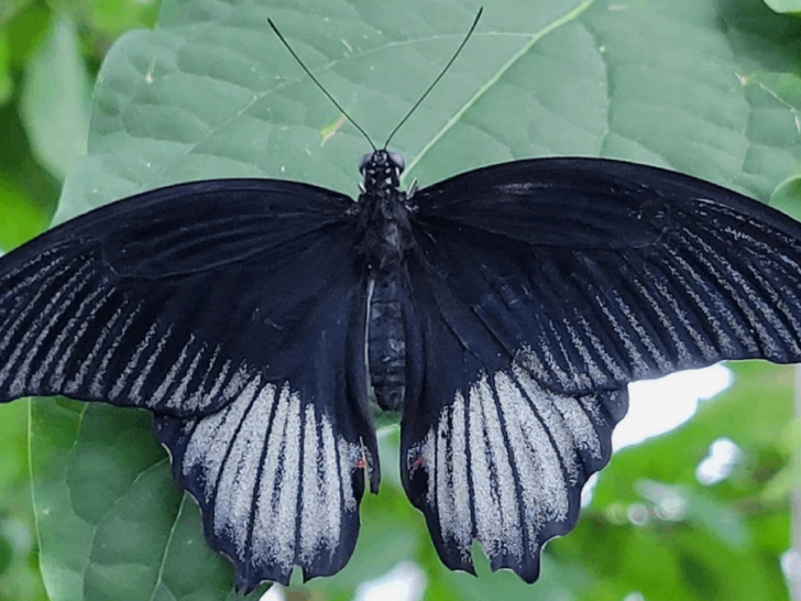 This Chattanooga Garden Is Home to More Than 1,000 Beautiful Butterflies