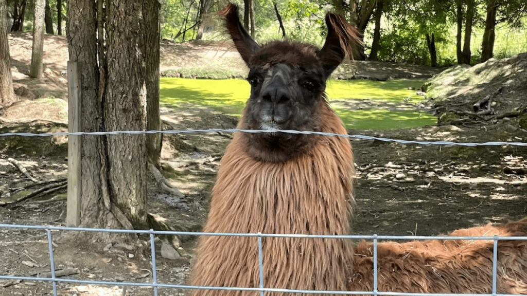 This Hidden Tennessee Animal Park Lets You Hand-Feed Animals In A Calm, Scenic Setting