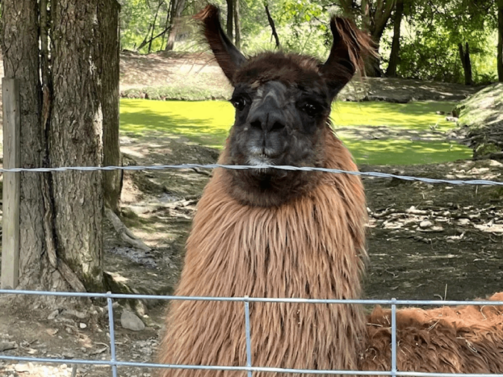This Hidden Tennessee Animal Park Lets You Hand-Feed Animals In A Calm, Scenic Setting