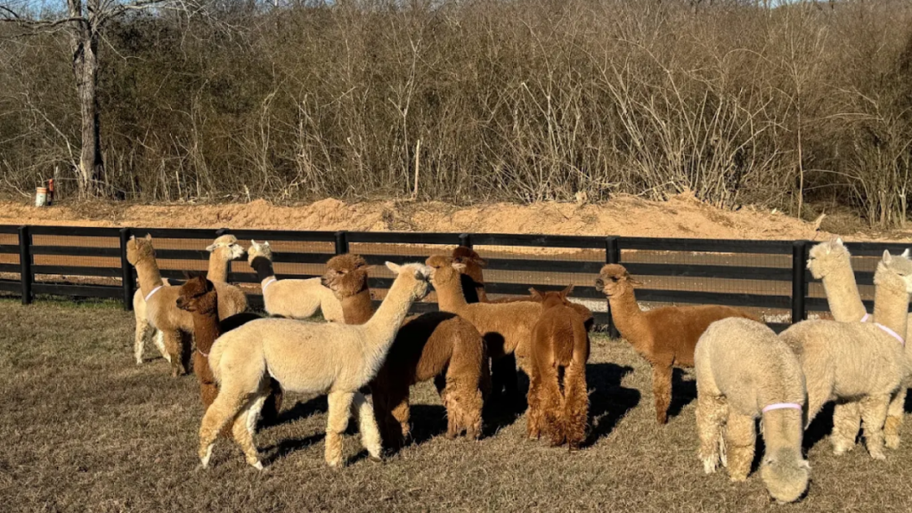 This Quiet Tennessee Farm Is Making A Big Difference For Adults With Special Needs
