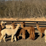 This Quiet Tennessee Farm Is Making A Big Difference For Adults With Special Needs
