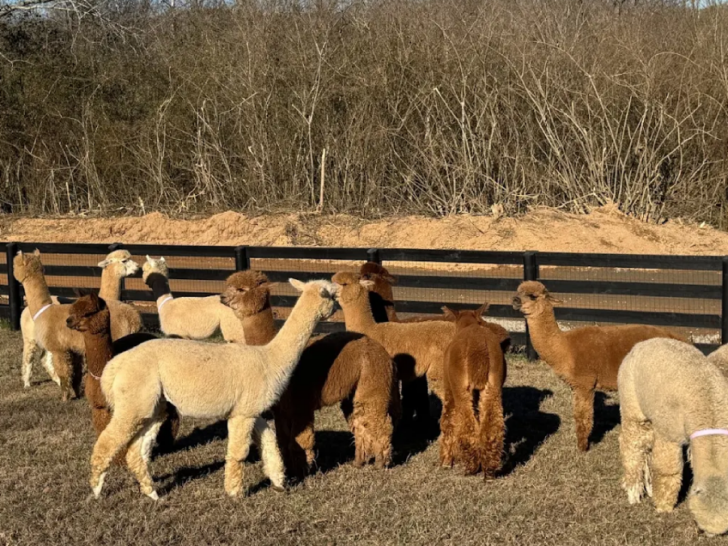 This Quiet Tennessee Farm Is Making A Big Difference For Adults With Special Needs