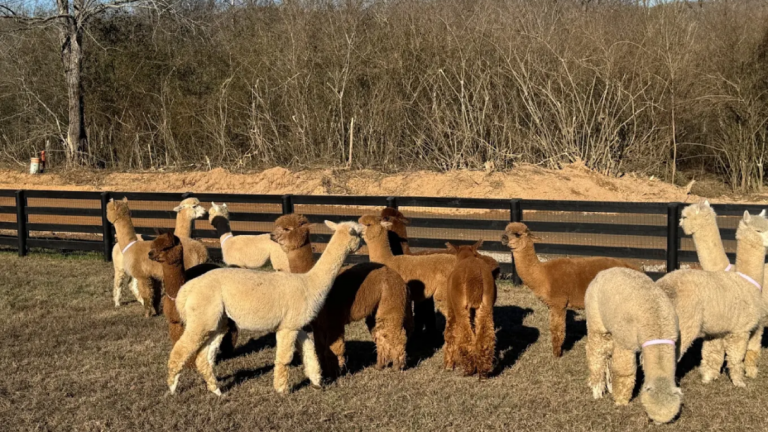 This Quiet Tennessee Farm Is Making A Big Difference For Adults With Special Needs