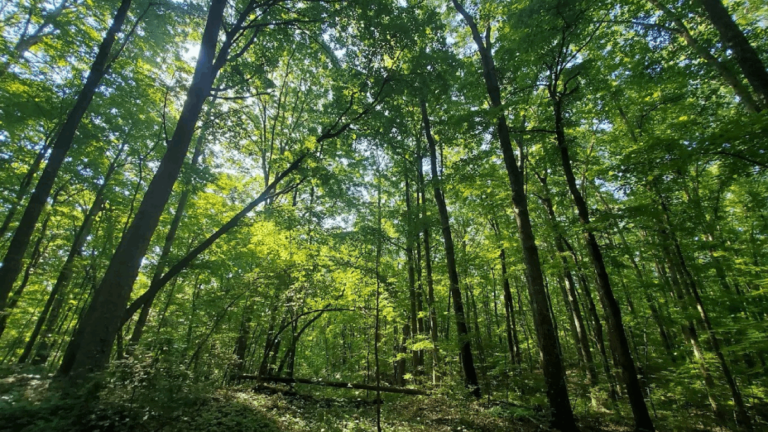 This Tennessee Arboretum Has 2,500 Plant Species and More Than 7 Miles of Scenic Trails