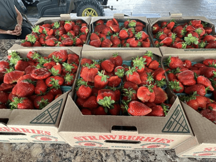 This Tennessee Farm Is in Full Strawberry Mode Right Now—and It’s Worth the Trip