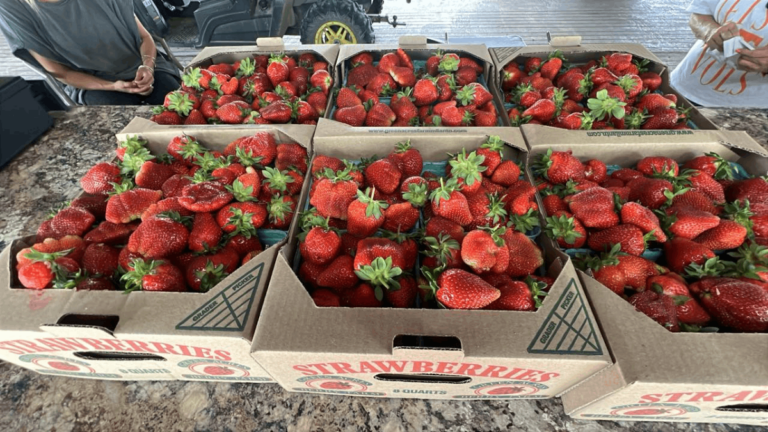 This Tennessee Farm Is in Full Strawberry Mode Right Now—and It’s Worth the Trip