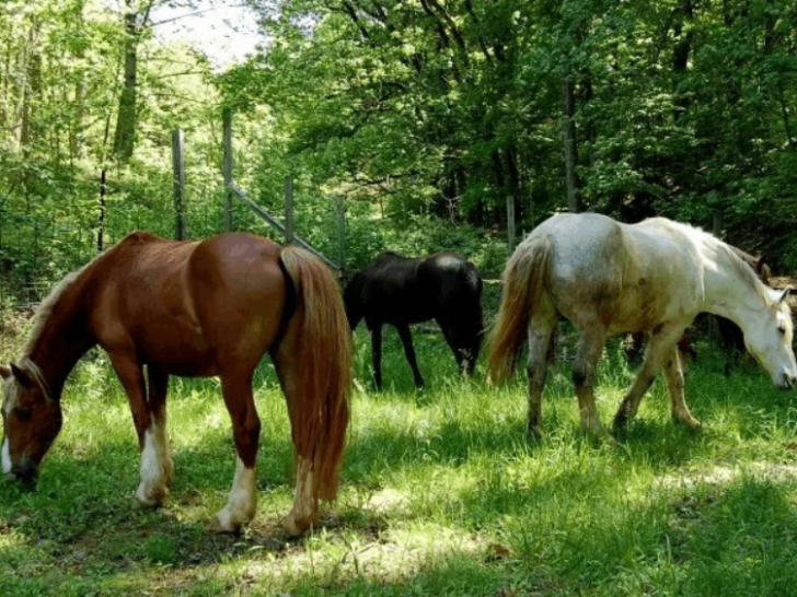 This Tennessee Farm Lets You Feed Deer, Ride Horses, and Meet Exotic Animals